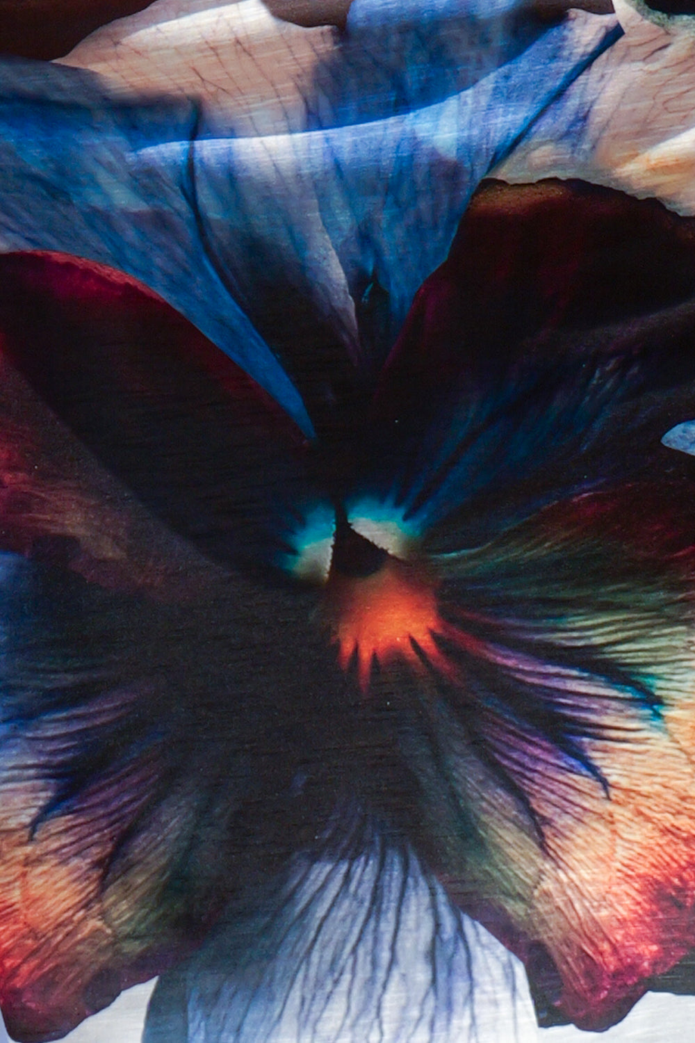 SQUARE TUNIC WITH RUFFLED COLLAR - VIOLET